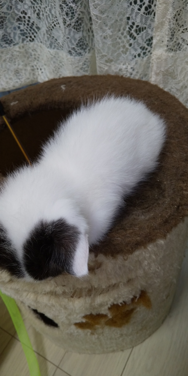 f:id:jupesjupes:20200914161109j:plain f:id:jupesjupes:20200914161109j:plain