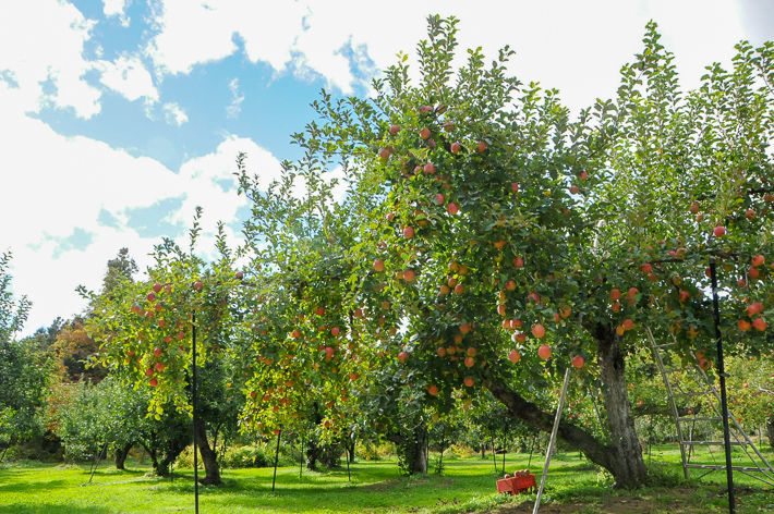 f:id:jurilin:20190326153534j:plain