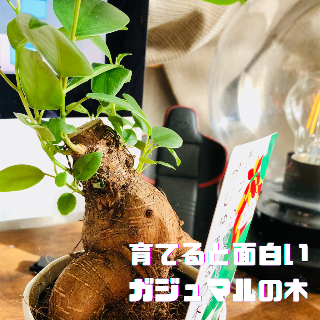 観葉植物 ガジュマルの樹 妖精精霊が宿っています。 シンボルツリー 