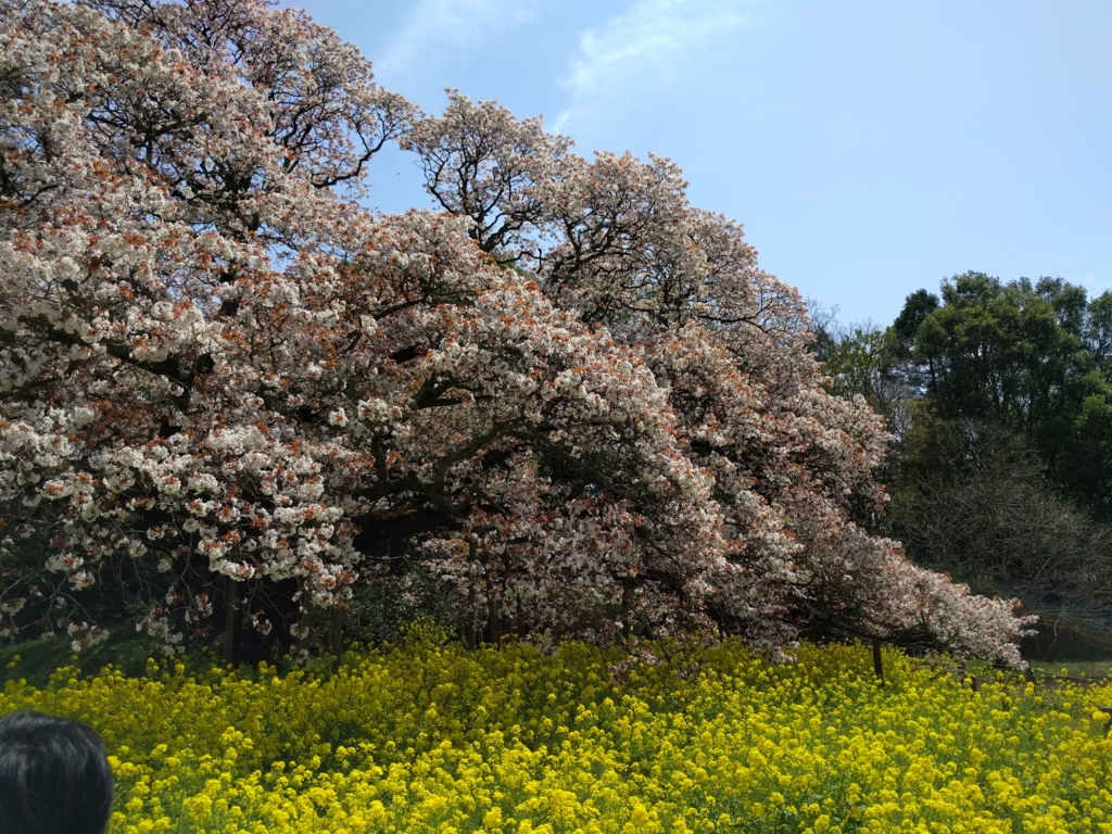 f:id:jusanbutsu:20170418105829j:plain f:id:jusanbutsu:20170418105829j:plain
