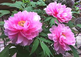 f:id:jusanbutsu:20170430112405j:plain f:id:jusanbutsu:20170430112405j:plain