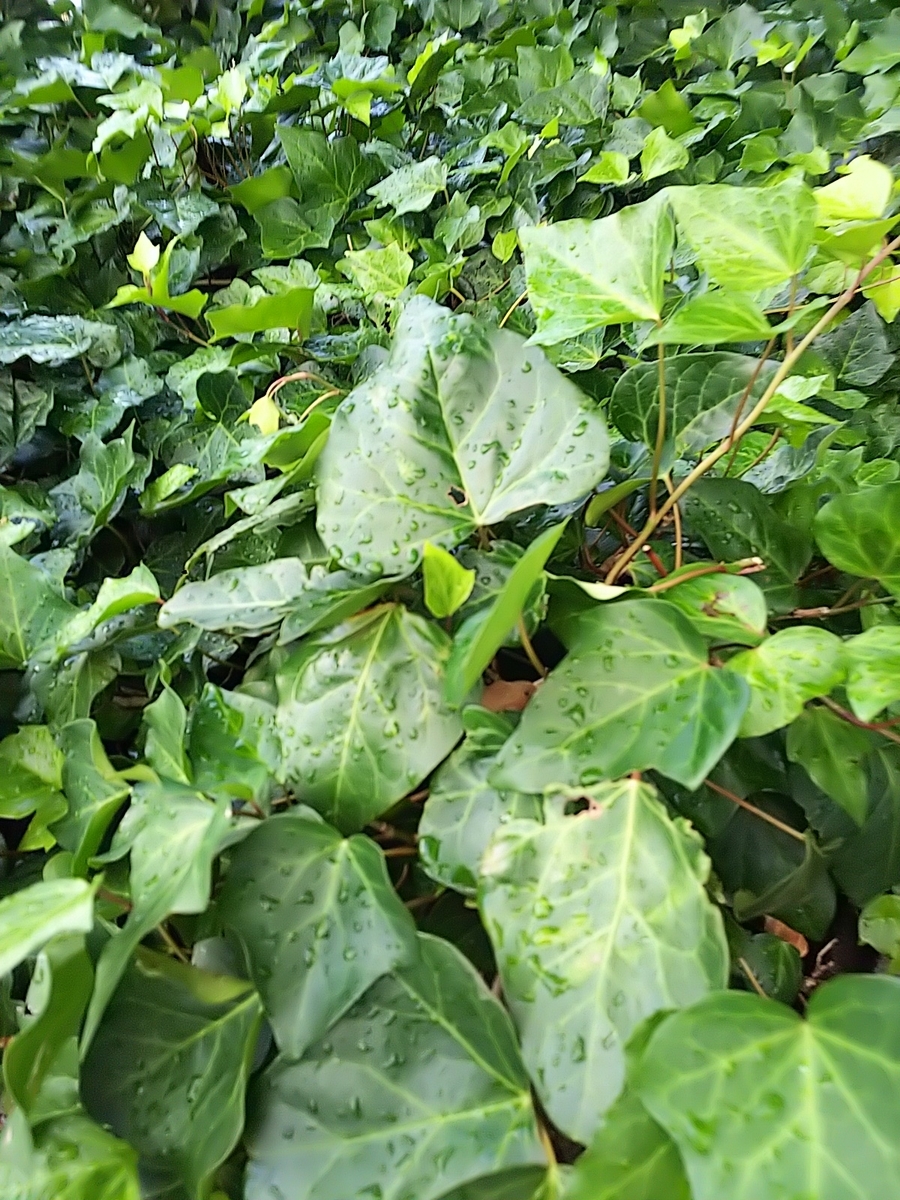 f:id:jusathuru33:20190823232847j:plain