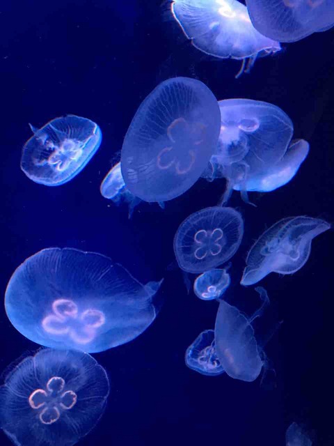 f:id:just_try:20200216123147j:plain