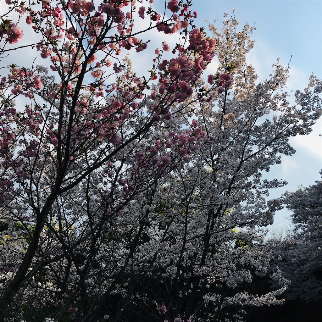 f:id:just_try:20200408230003j:image