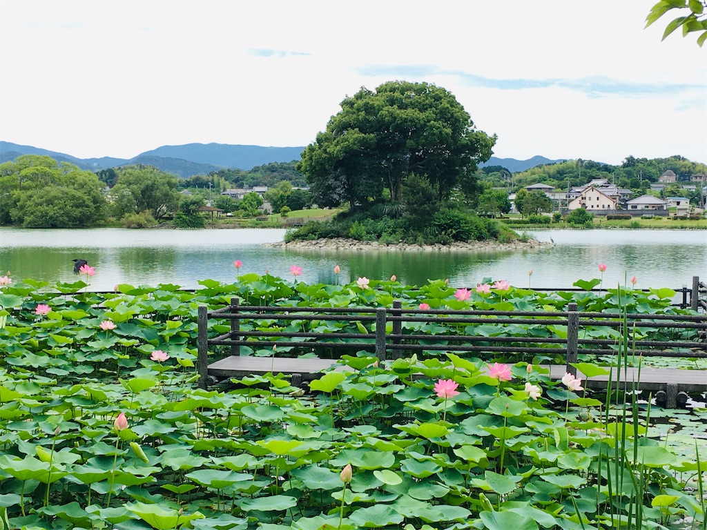 平池緑地公園・紀の川市｜園芸日記bymtaka｜みんなの趣味の園芸