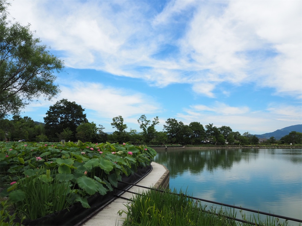 和歌山貴志】ハスの花がキレイな平池緑地公園（古墳）をお散歩