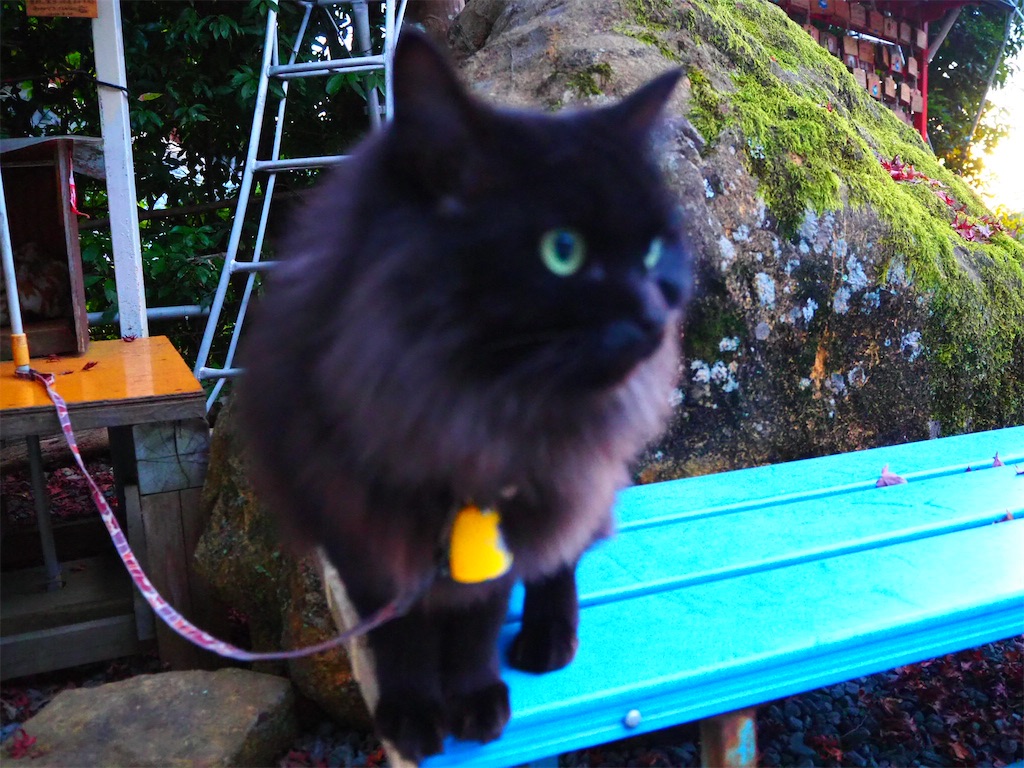 f:id:just_try:20201222121052j:image