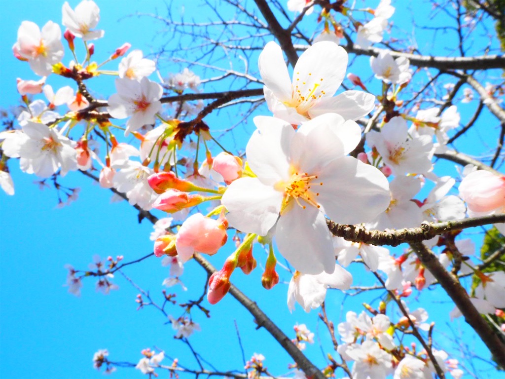 f:id:just_try:20210325203025j:image