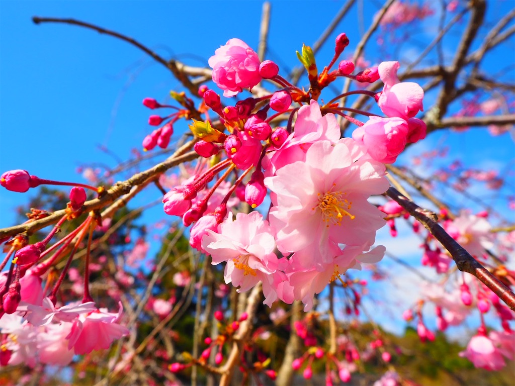 f:id:just_try:20210325203044j:image