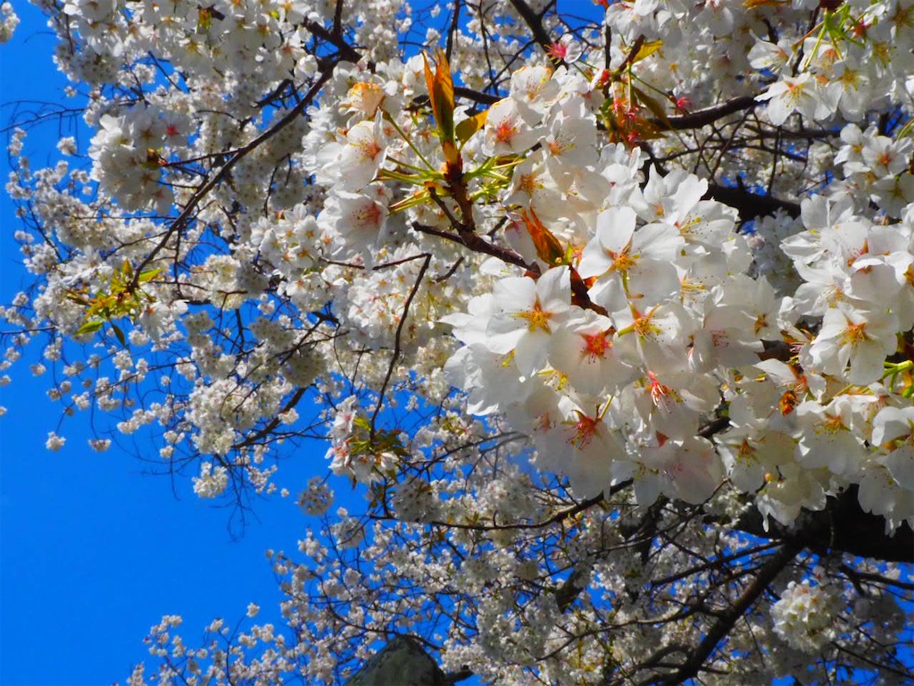 f:id:just_try:20210325203051j:image