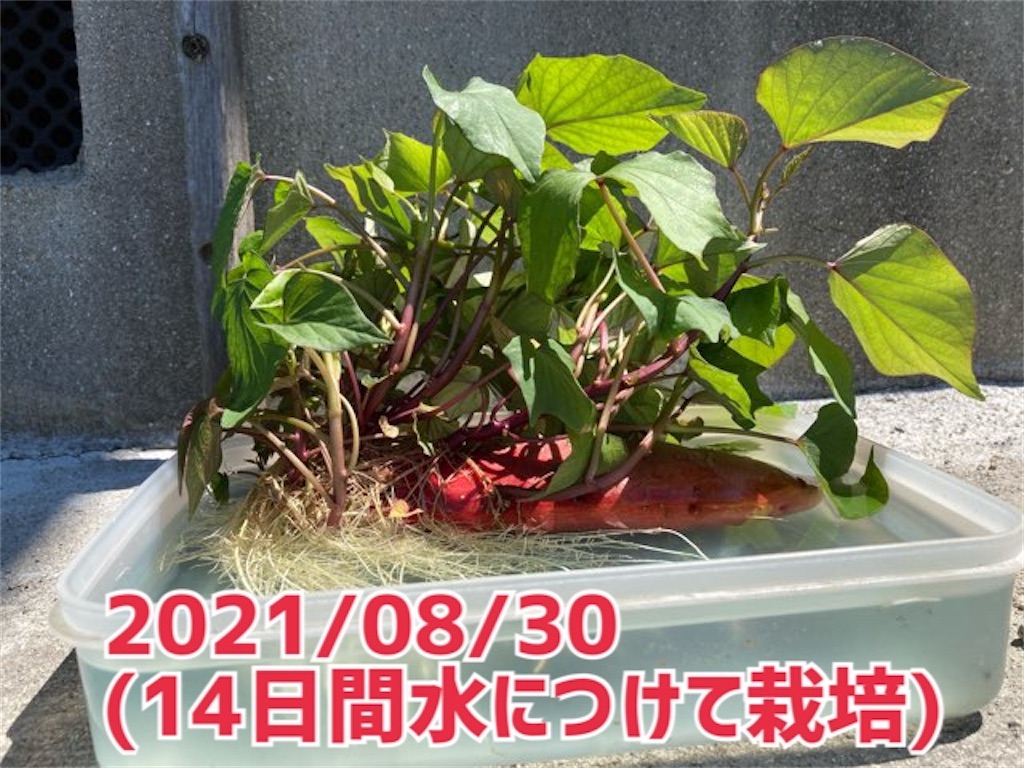 実験結果 台所でみつかった紫のエイリアンを育ててみた 8月末超遅植サツマイモ栽培 小庭菜園 自然農法でやさい作り