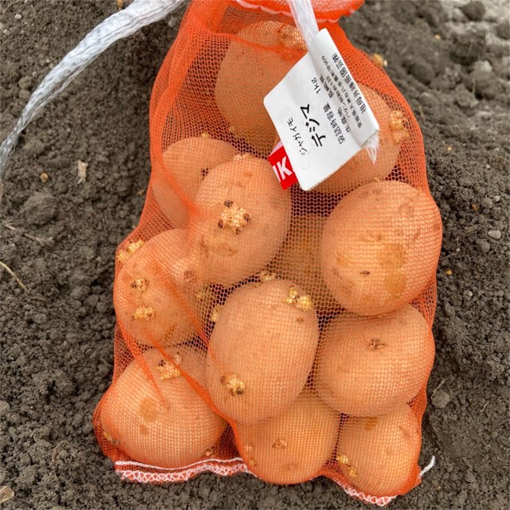 秋植えのじゃがいも(デジマ) タネ植え〜生育記録2021 - 小庭菜園〜自然