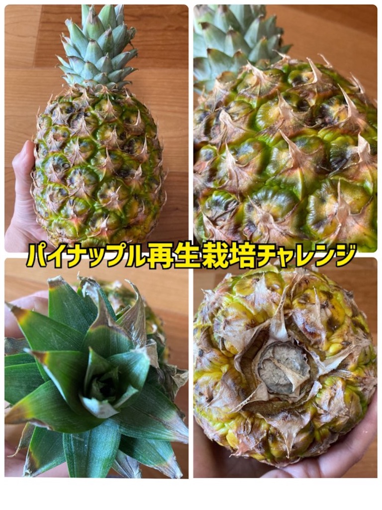 パイナップル再生栽培記録2021〜つづく - 小庭菜園〜自然農法でやさい作り