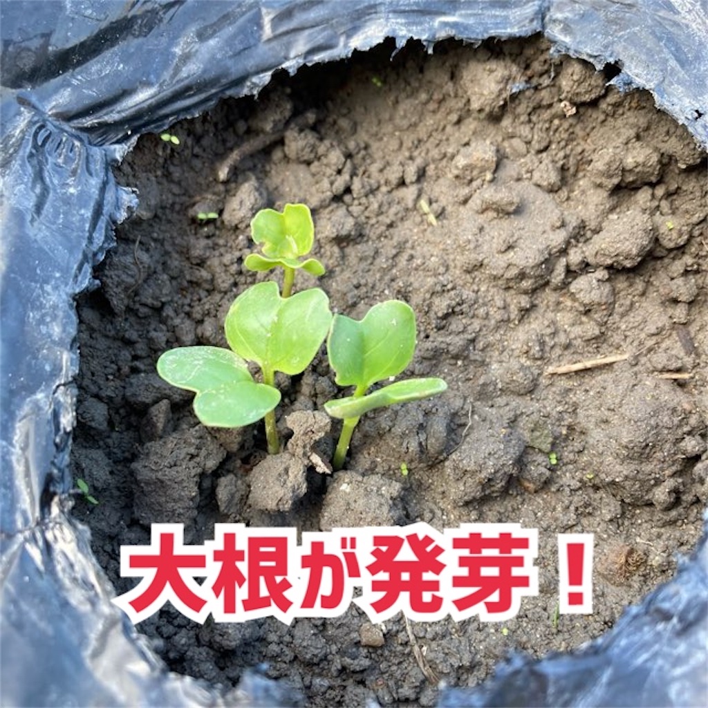 【実験】3年以上期限切れの「大根のタネ」を植えた結果! - 小庭菜園〜自然農法でやさい作り