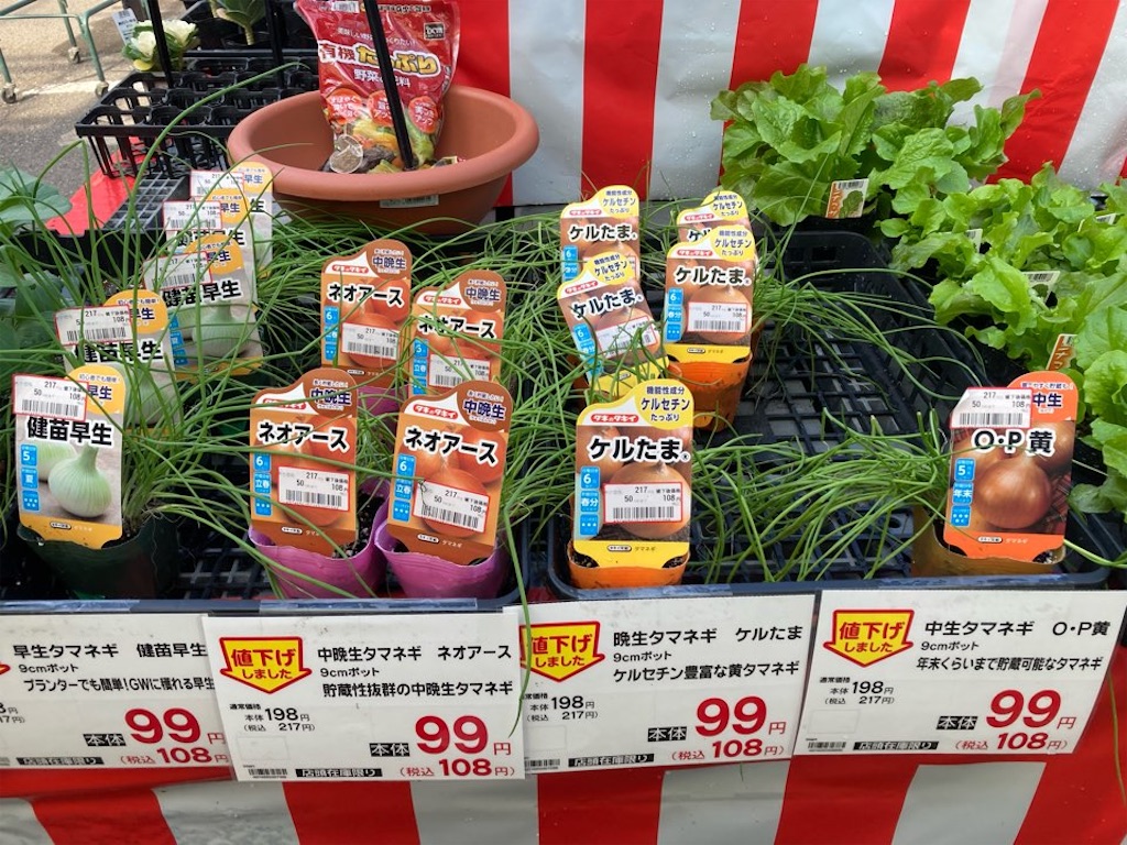 11月下旬植え安売り「玉ねぎ」の苗は育つのか？2021 - 小庭菜園〜自然