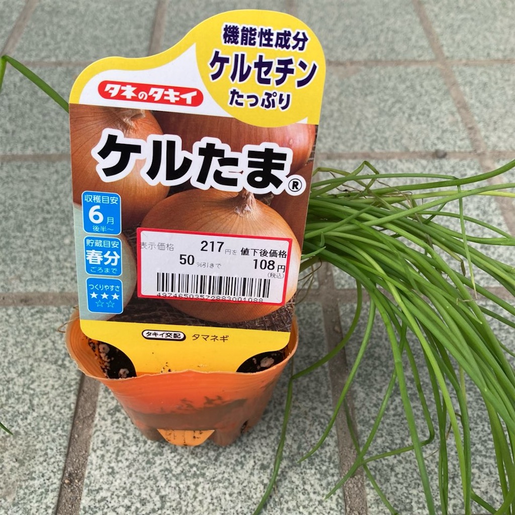 11月下旬植え安売り「玉ねぎ」の苗は育つのか？2021 - 小庭菜園〜自然