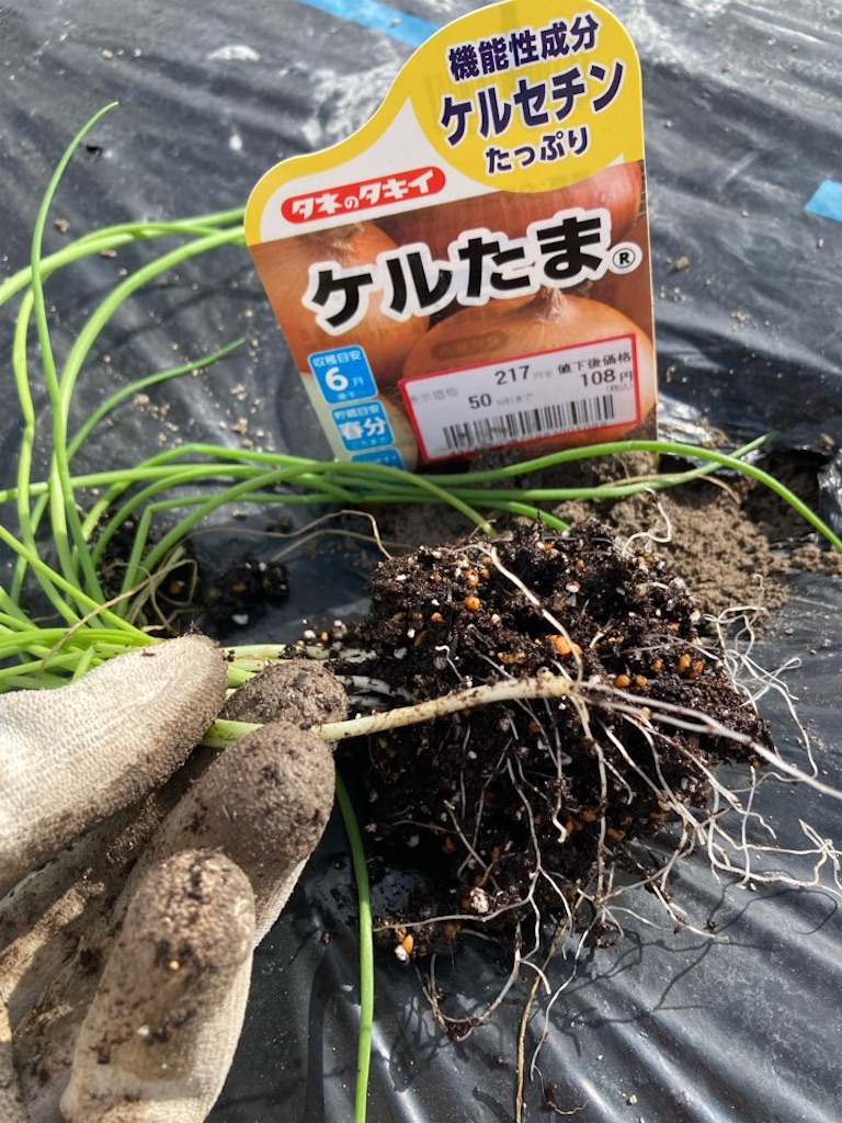 11月下旬植え安売り「玉ねぎ」の苗は育つのか？2021 - 小庭菜園〜自然