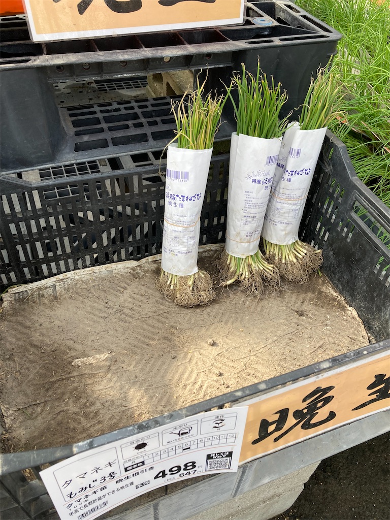 11月下旬植え安売り「玉ねぎ」の苗は育つのか？2021 - 小庭菜園〜自然