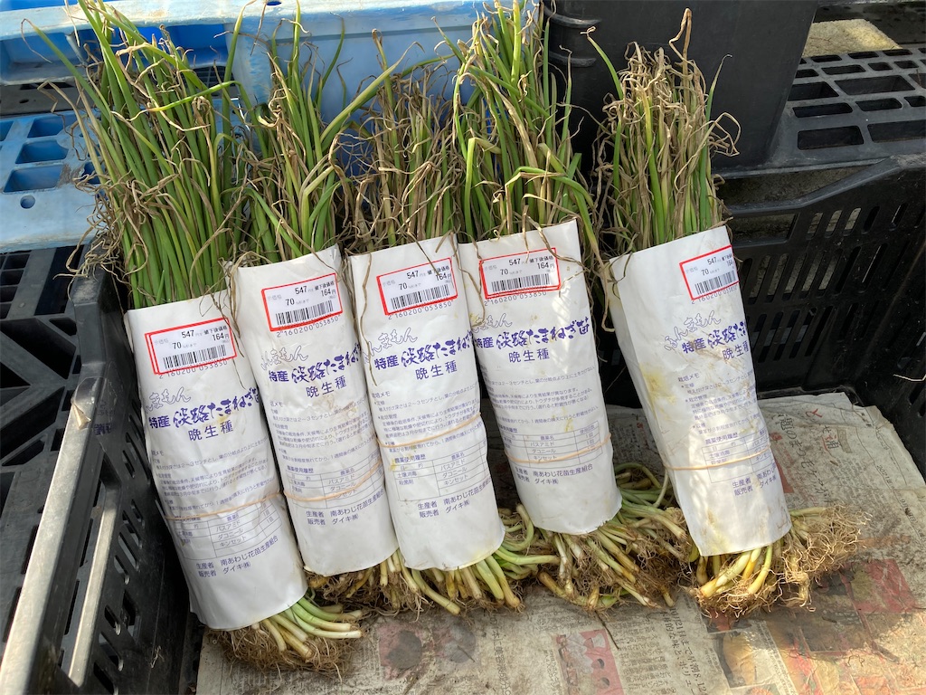 11月下旬植え安売り「玉ねぎ」の苗は育つのか？2021 - 小庭菜園〜自然