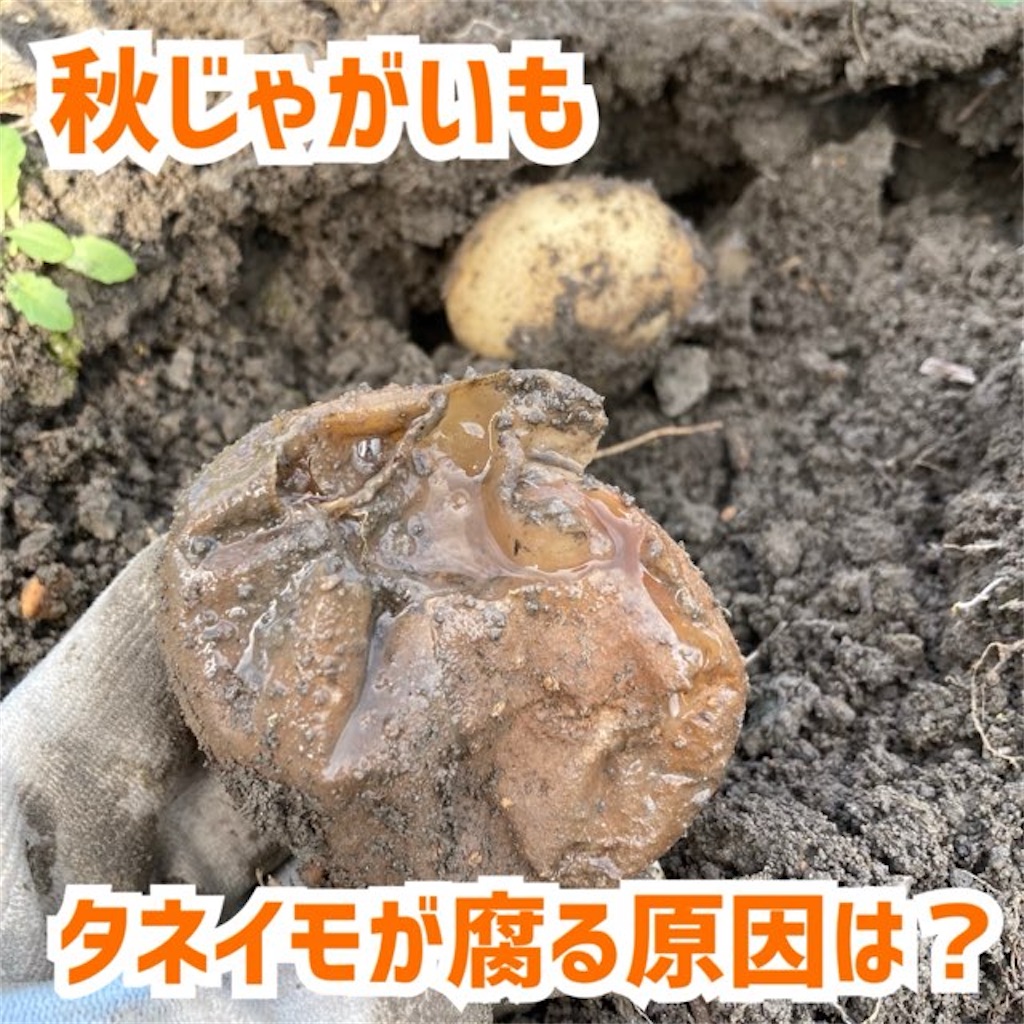 f:id:just_try:20211212121247j:image f:id:just_try:20211212121247j:image