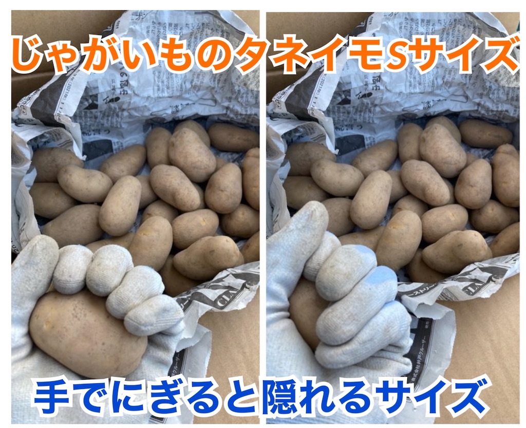 1月下旬 春植えじゃがいもは早めの準備を 芽出し カット 乾燥 小庭菜園 自然農法でやさい作り