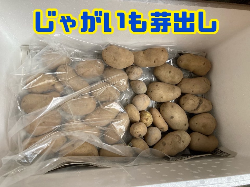 1月下旬 春植えじゃがいもは早めの準備を 芽出し カット 乾燥 小庭菜園 自然農法でやさい作り