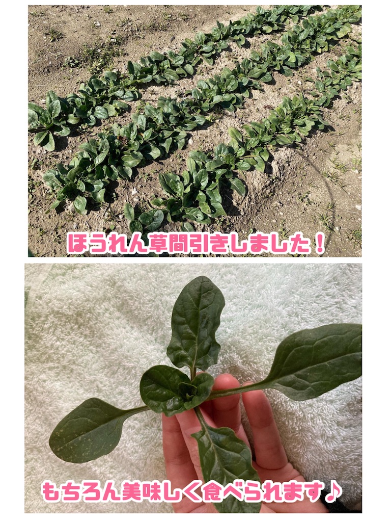 3月までタネまける ほうれん草 ダイソータネと比較 小庭菜園 自然農法でやさい作り