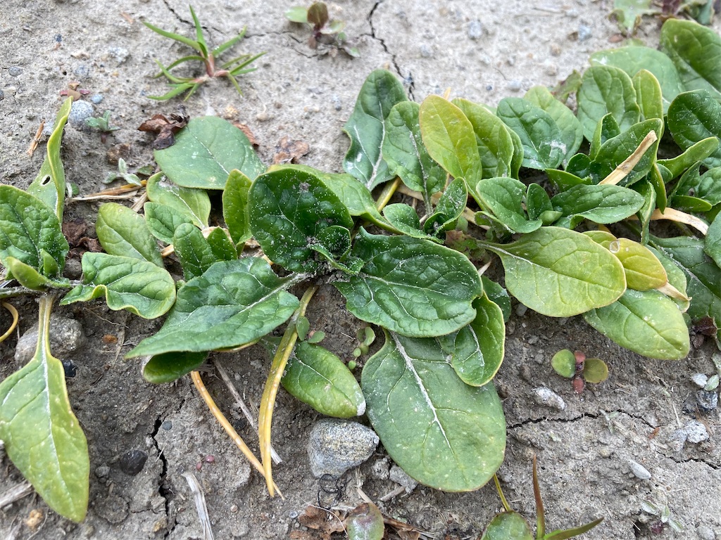 ほうれん草の変色 葉っぱが黄色い 原因と対策 経過観察中 小庭菜園 自然農法でやさい作り
