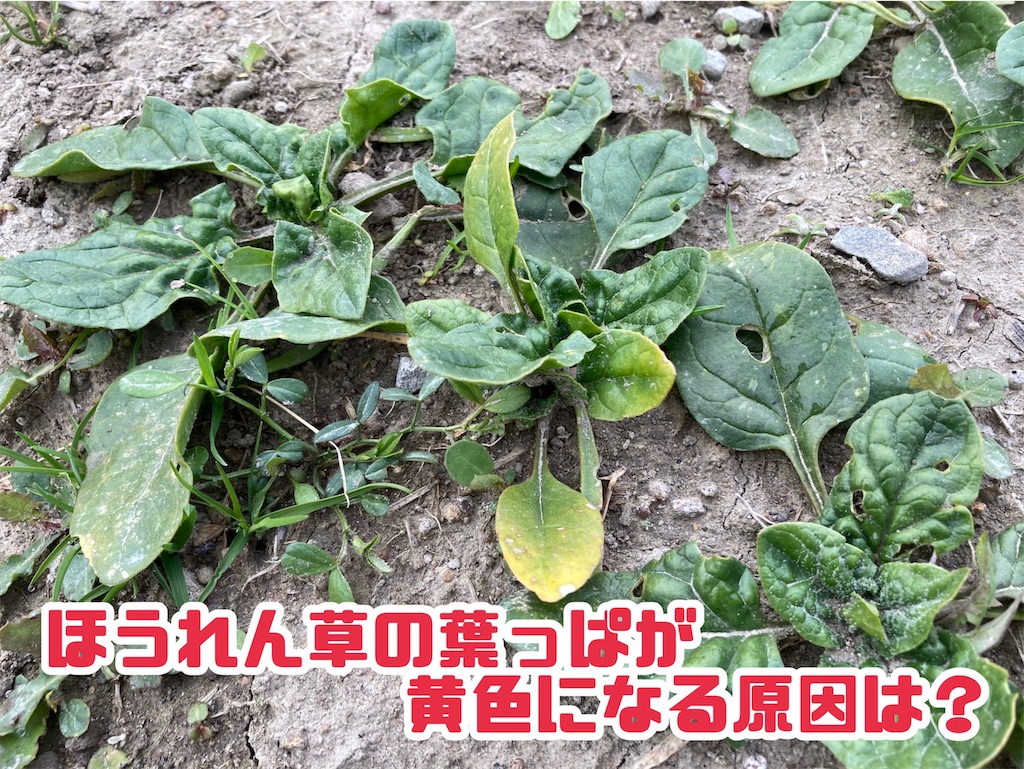 ほうれん草の変色 葉っぱが黄色い 原因と対策 経過観察中 小庭菜園 自然農法でやさい作り