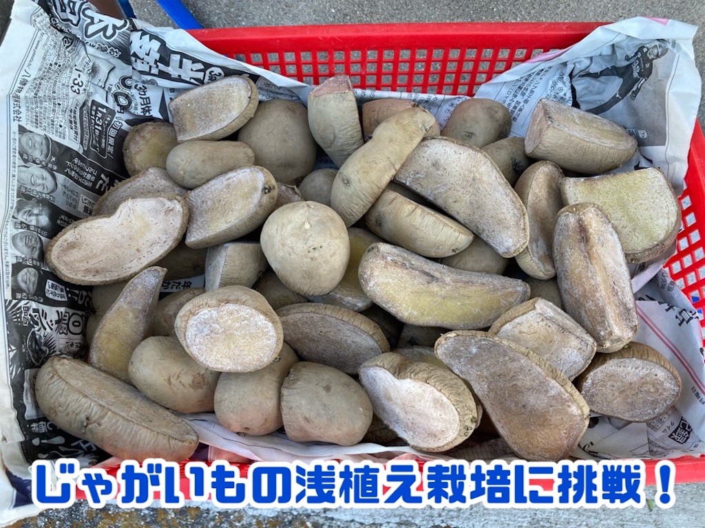 じゃがいも様　取引中 ホントは内緒にしたい楽チンじゃがいも栽培「浅植え」に挑戦！ - 小庭