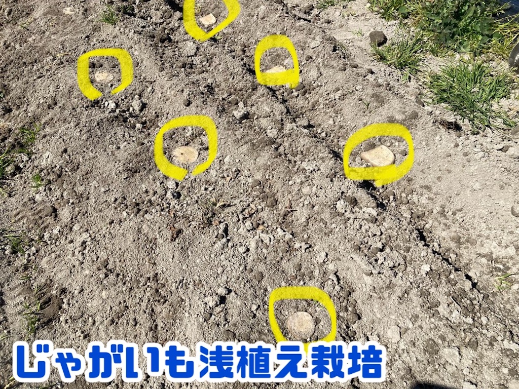 ジャガイモ 畝 幅