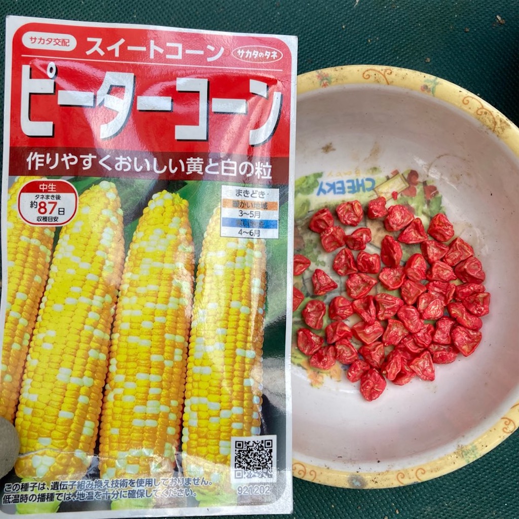 とうもろこしをポットで育苗→畑に定植！栽培記録2022 - 小庭菜園〜自然農法でやさい作り, image size:1024x1024