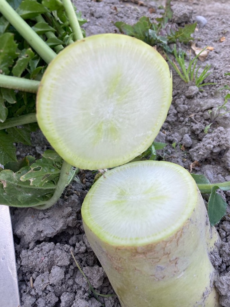 葉っぱが切られた大根は何か？〜畑でダイコンを長期保存する方法 - 小