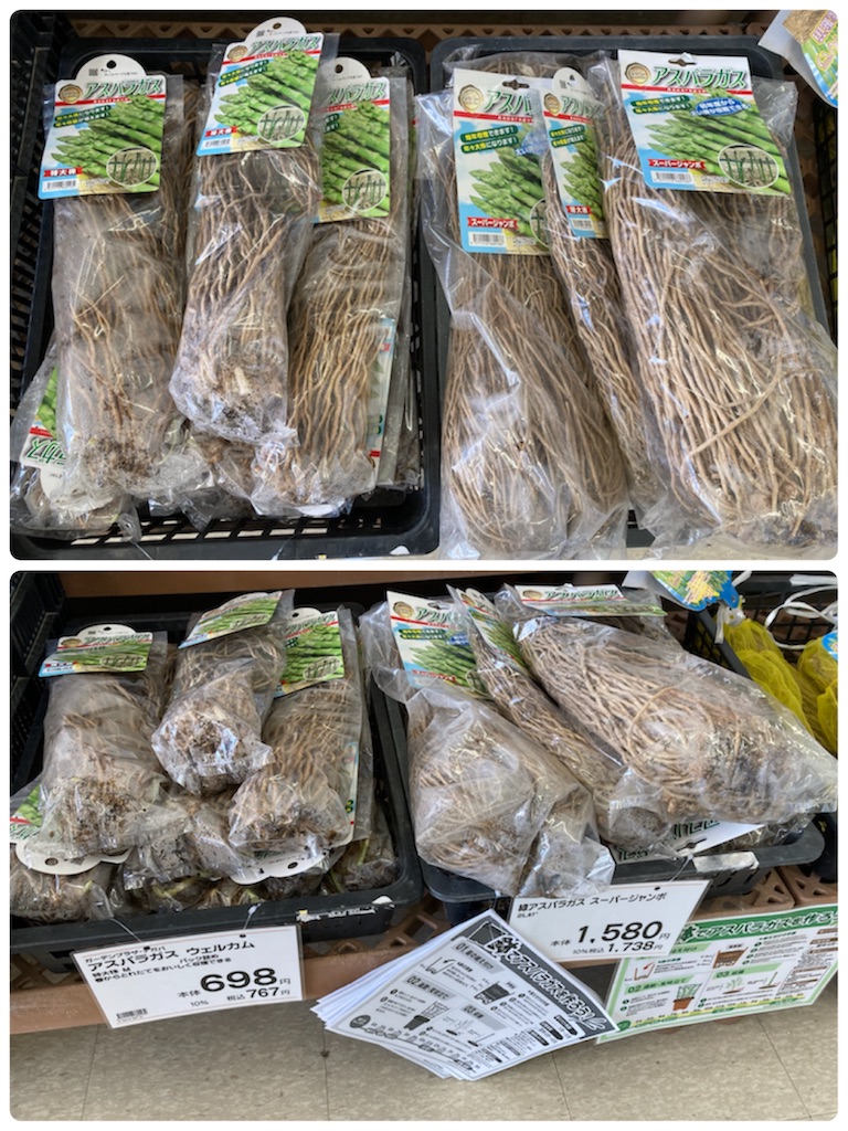実験失敗】長期戦！アスパラガスの苗植え!! - 小庭菜園〜自然