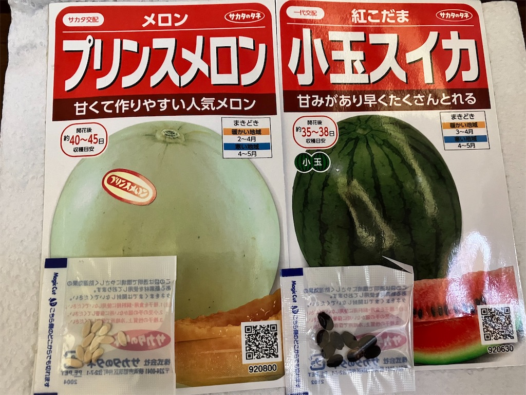 スイカとメロンを発芽させる 22 メンドリ発根 小庭菜園 自然農法でやさい作り
