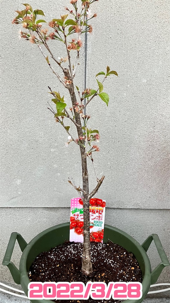 かわいい果樹「さくらんぼ」を植木鉢で育てる！ - 小庭菜園〜自然農法