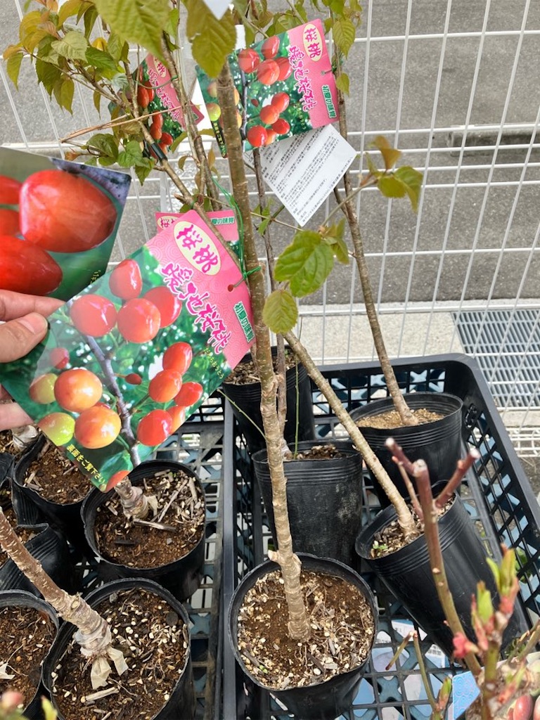 かわいい果樹「さくらんぼ」を植木鉢で育てる！ - 小庭菜園〜自然農法
