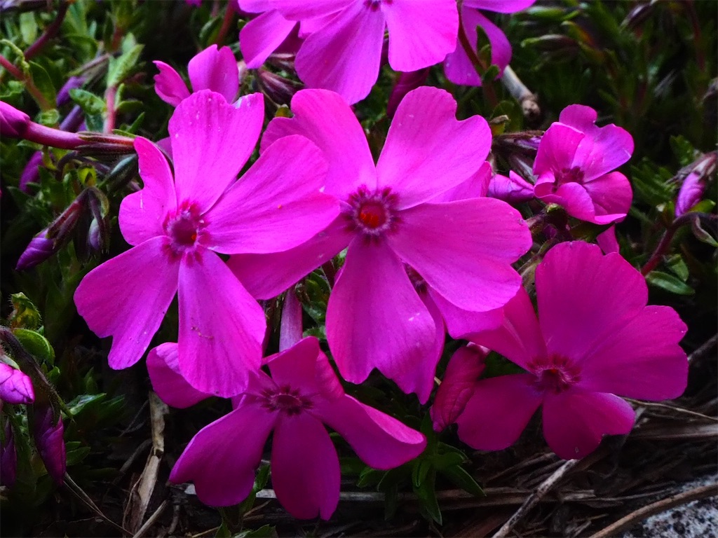 f:id:just_try:20220404200122j:image