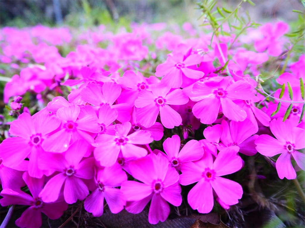 f:id:just_try:20220404200129j:image