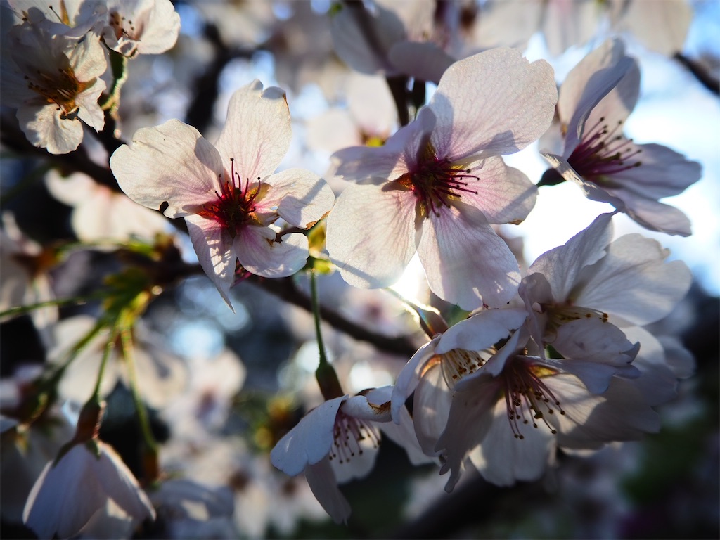f:id:just_try:20220404200132j:image