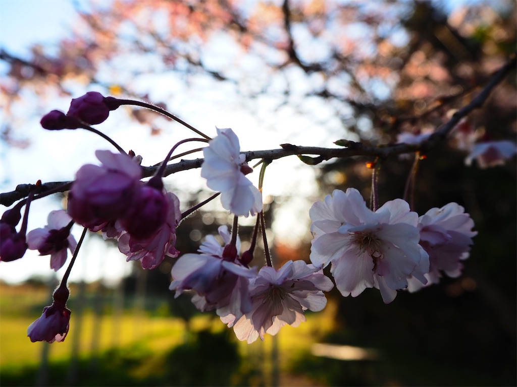 f:id:just_try:20220404200134j:image
