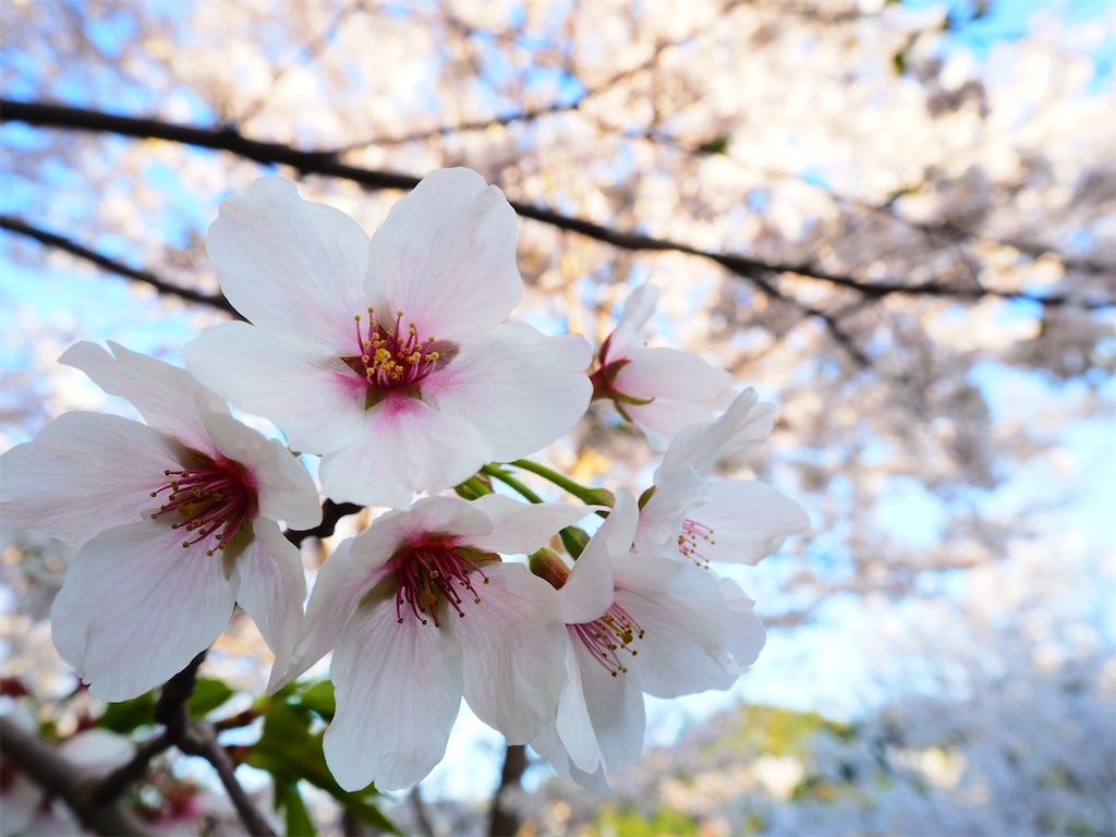 f:id:just_try:20220404200137j:image