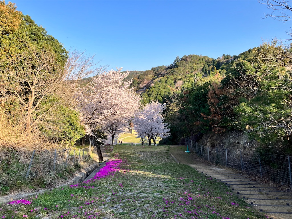 泉南市 桜と芝桜ハントツーリング 花咲きファーム バラ園 Sweetouring