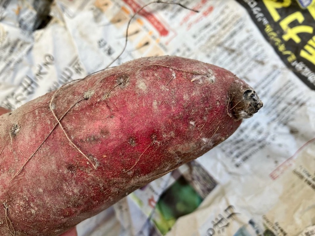 何コレ サツマイモに白いカビが生えた 食べられるもの 食べられないものの違い 小庭菜園 自然農法でやさい作り