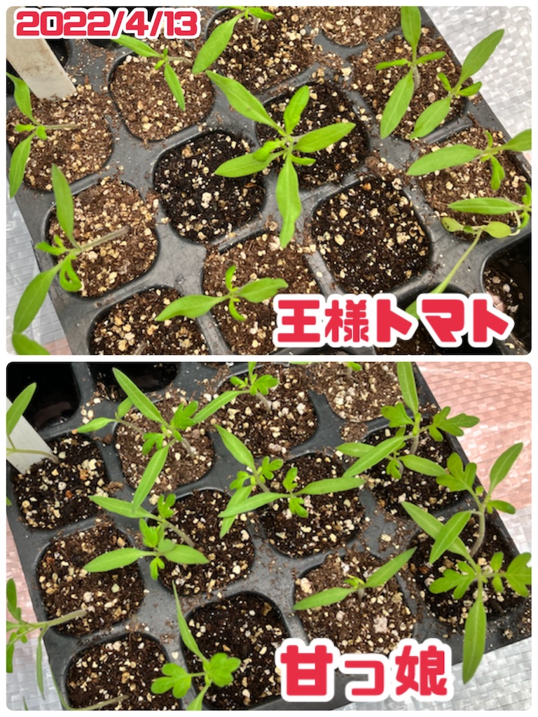 トマトの苗作り】セルトレイへ種まきからポットに鉢上げまで