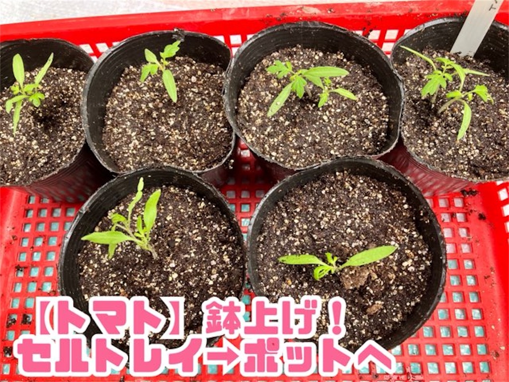 トマトの苗作り】セルトレイへ種まきからポットに鉢上げまで
