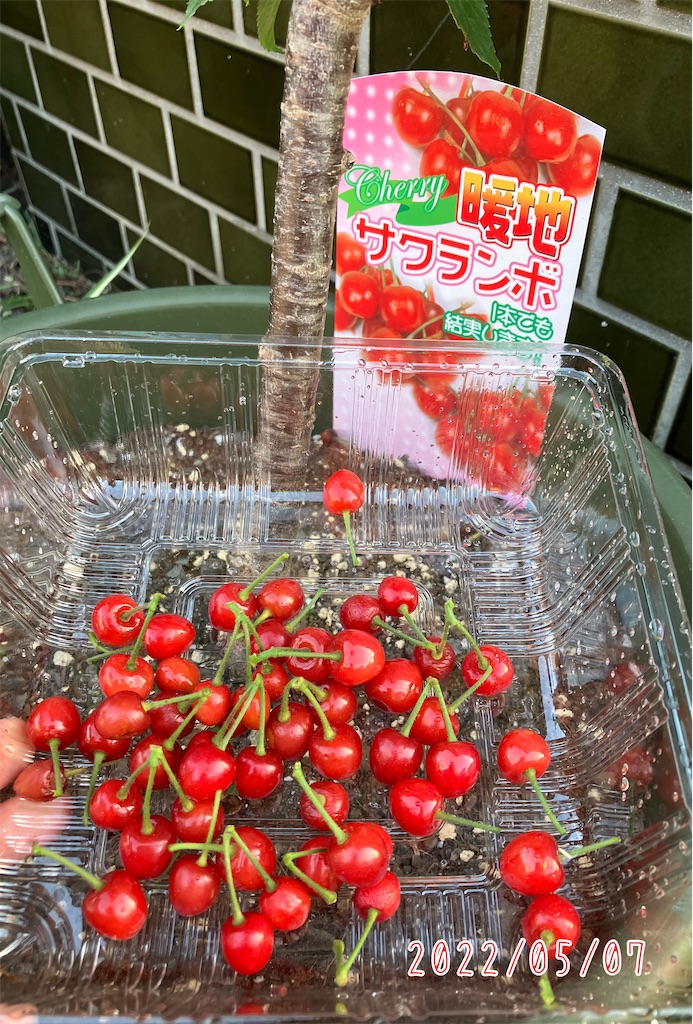 かわいい果樹「さくらんぼ」を植木鉢で育てる！ - 小庭菜園