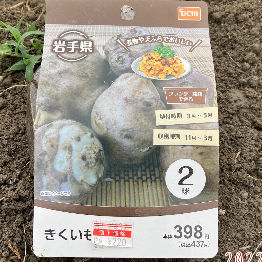 キクイモ栽培記録「雑草化するから植えるな！？」 - 小庭菜園〜自然