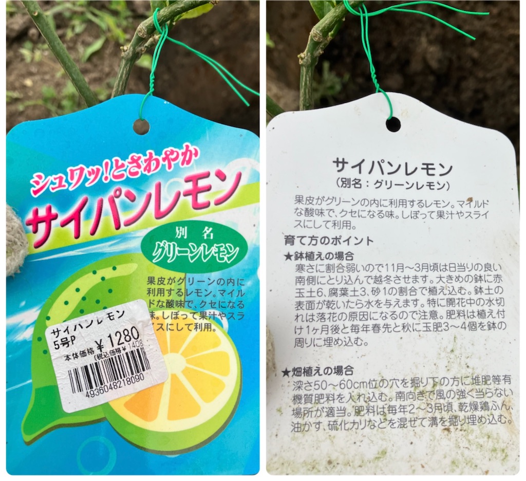 サイパンレモンの苗木を植え付け〜どんなレモン？ - 小庭菜園〜自然