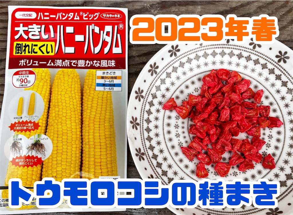 トウモロコシのタネ選びから育苗まで(2023年春3月中旬) - 小庭菜園